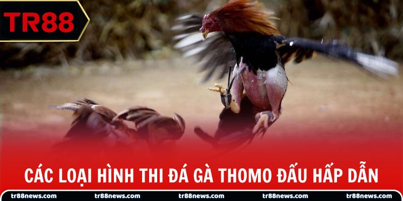 Các loại hình thi đá gà thomo đấu hấp dẫn