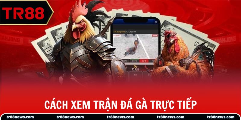 Cách xem trận đá gà trực tiếp